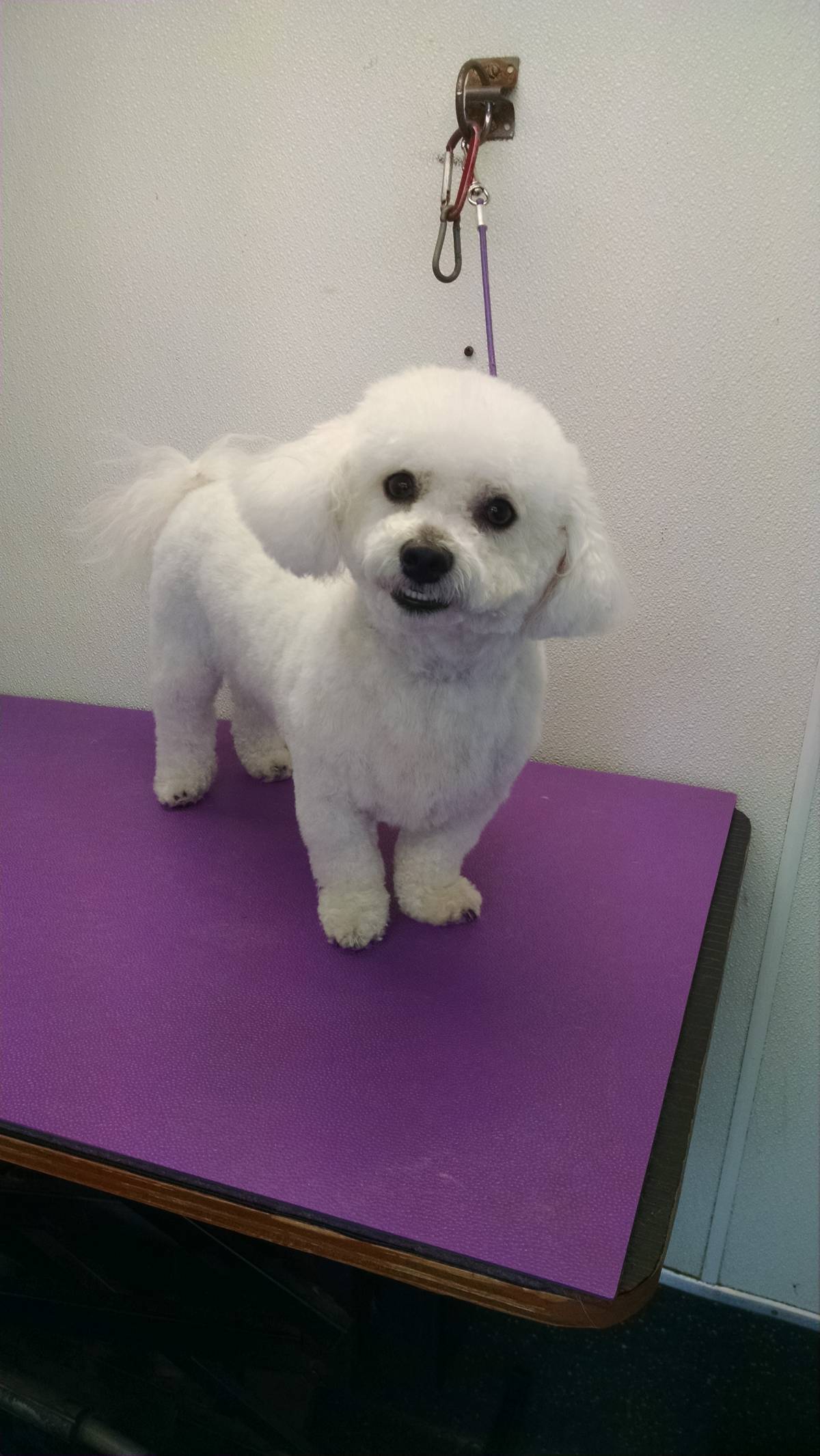 all around town mobile pet spa